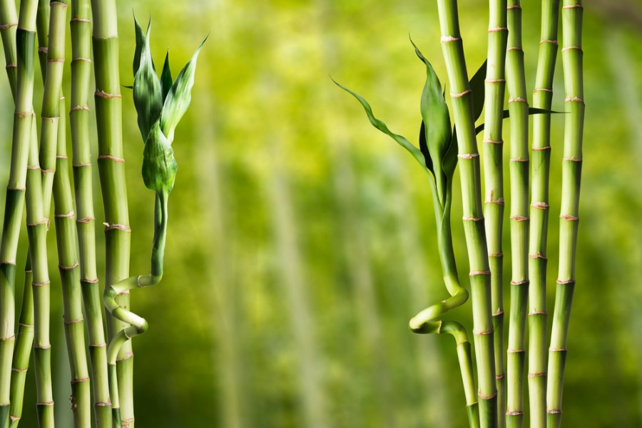 Bambus-velka