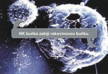 NK bunky popis