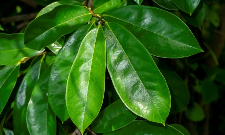 Graviola - peruánská bylina, která je pokladem přírodní medicíny