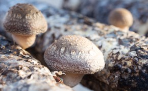 Shiitake – houba malá, ale šikovná