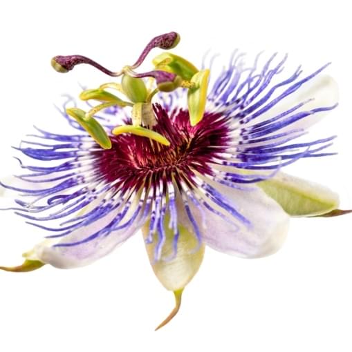 Passiflora-incarnata-mucenka-pletni