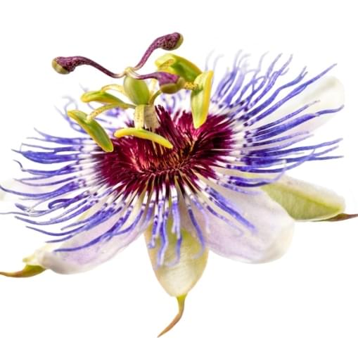 Passiflora-incarnata-mucenka-pletni