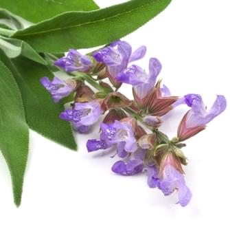 Salvej-salvia-akne Salvej-salvia-akne