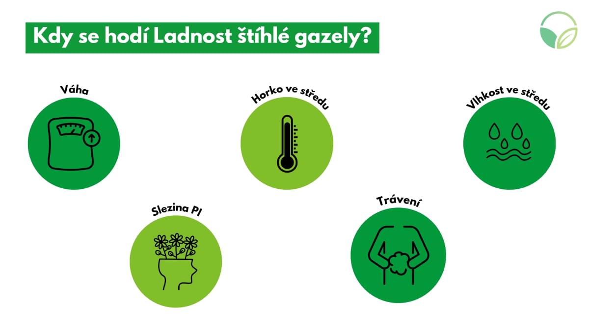 Ladnost štíhlé gazely Ladnost štíhlé gazely