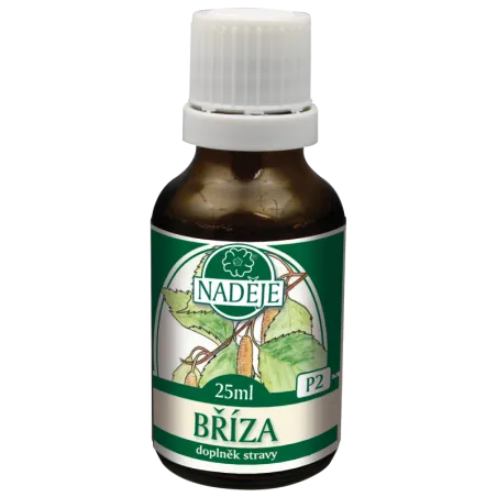 Bříza bělokorá (P2)