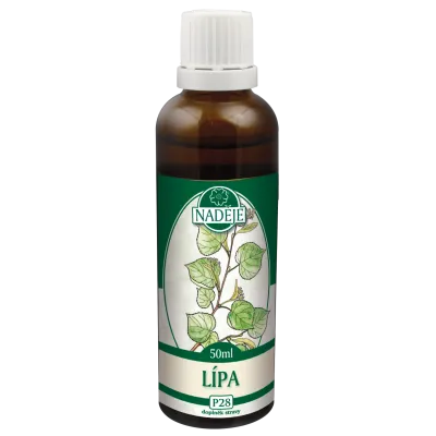 Lípa srdčitá (P28)