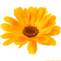 Calendula | Měsíček lékařský Calendula | Měsíček lékařský