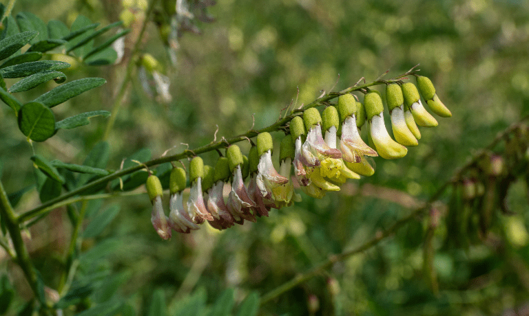 Astragalus-membranaceus.png