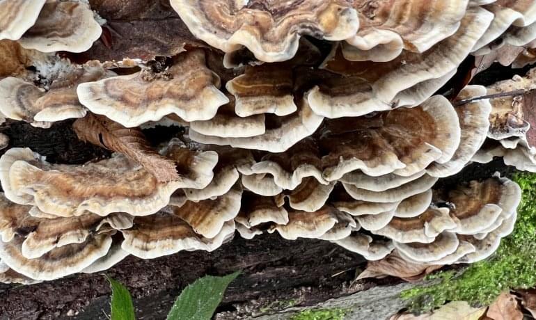 coriolus-versicolor-daniela coriolus-versicolor-daniela