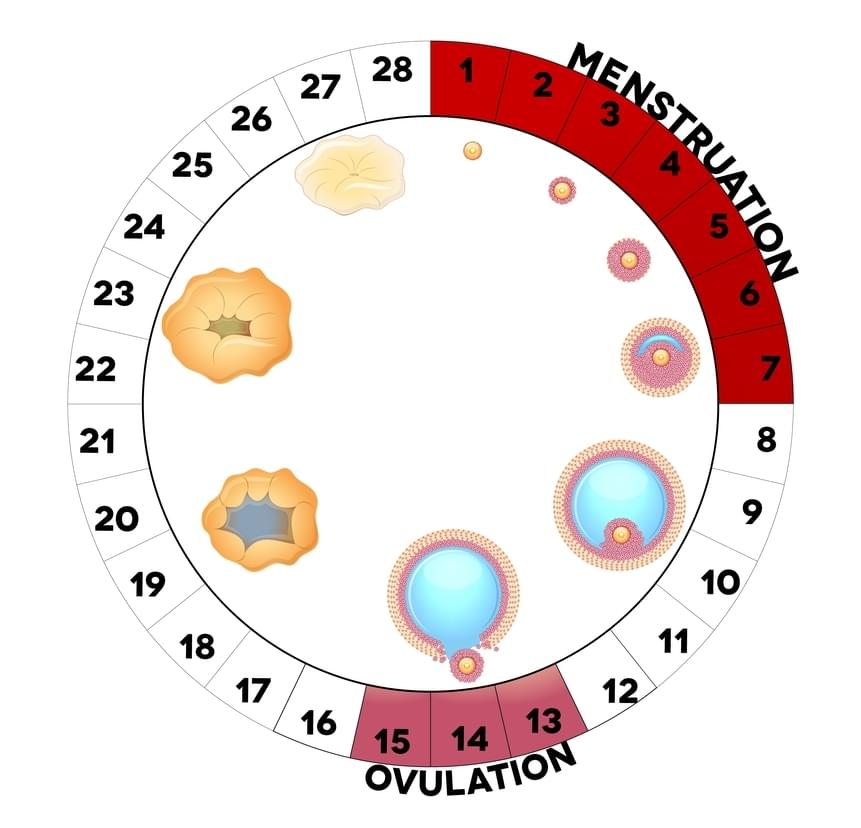 Menstruacni-cyklus-ovulace-new