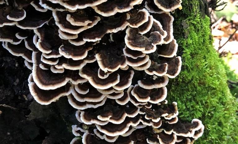 outkovka_coriolus-daniela outkovka_coriolus-daniela